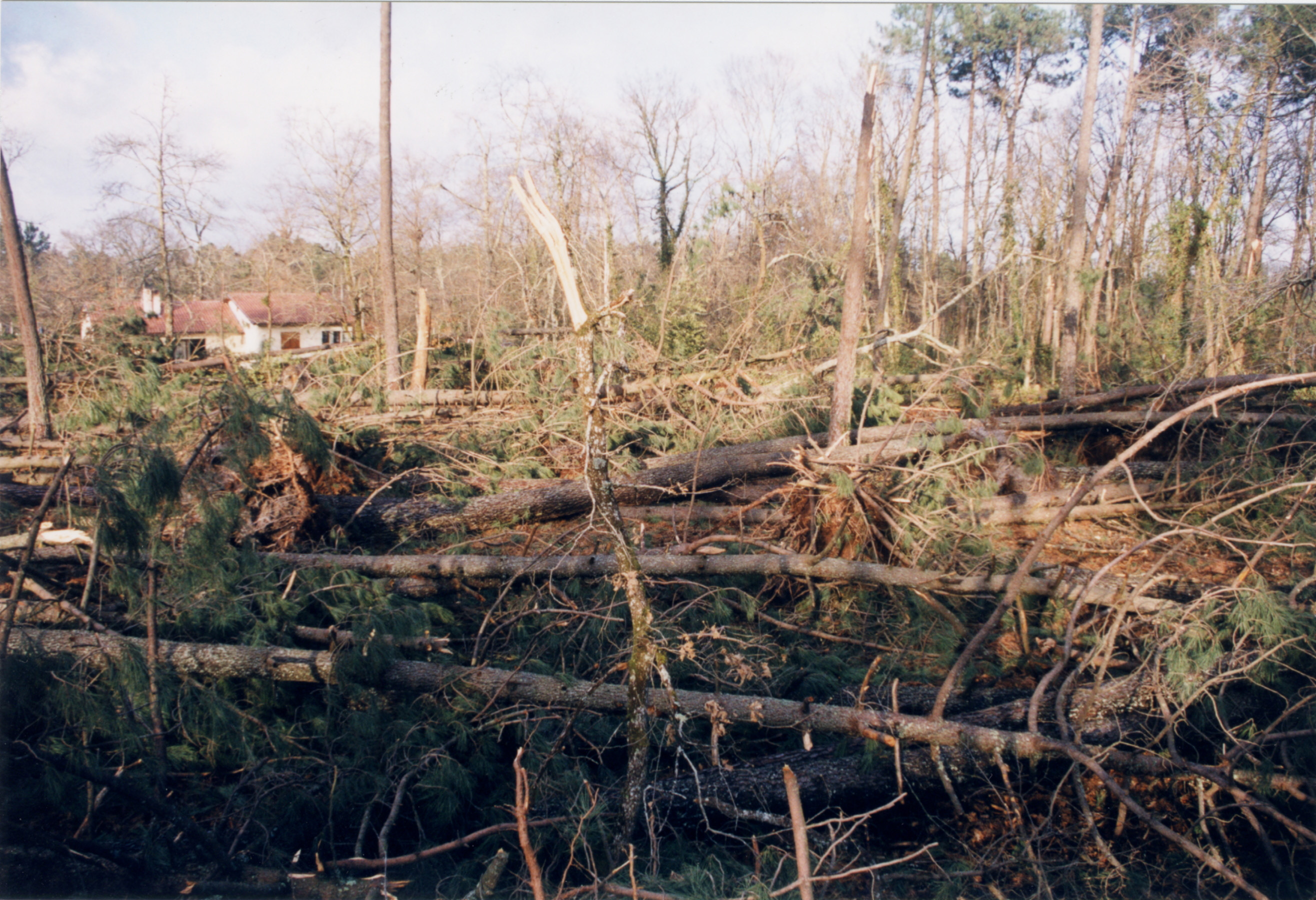 Photo montrant les dégâts dus à la tempête du 25 au 26 décembre 1999.