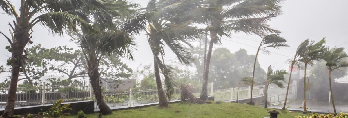 Palmiers subissant un vent cyclonique
